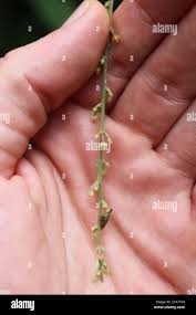 Image result for Antidesma membranaceum