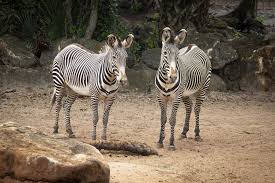 Today, that number has increased to more than 700. Visitor Guidelines Brevard Zoo