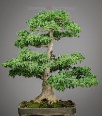 Maybe you would like to learn more about one of these? Bonsai Zentrum Heidelberg Acer Palmatum Shishigashira Lowenkopfahorn Bonsaizentrumheidelberg Bonsai Bonsaitree Bonsailovers Heidelberg Tree Trees Garden Japan Japaneseculture Culture Asia Picoftheday Mannheim Germany