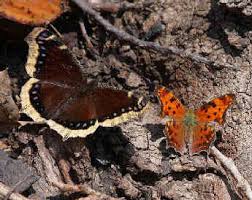 List Of Butterflies Of Eastern North America Compiled By