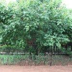 Image result for Thespesia garckeana