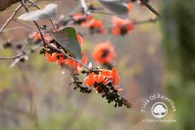 Image result for Phyllanthus mendesii