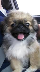 Black And White Pekingese Puppies Ladybug My Pekingese Rescue At About 3 Months She S Always Smiling And Loves To Be Held She Goes Pretty Much Everywhere Pekingese Puppies Cute Dogs Puppies