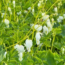 Image result for Dicentra spectabilis alba