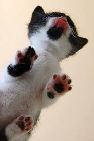21 Pictures Of Cats On Glass Cat Paws Cats Cute Cats