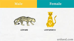 A comprehensive site for free english courses and exercises. Masculine And Feminine Gender Of Animals List Ultimate Gender List
