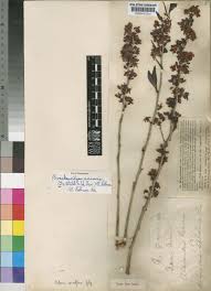 Image result for Brackenridgea