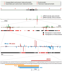 Dienstleistungen und ansprechpartner der stadt pirna sowie aktuelle meldungen und informationen zu leben, kultur, stadtentwicklung. The Piwi Pirna Pathway Provides An Adaptive Defense In The Transposon Arms Race Science