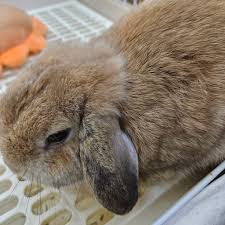 My bun bun neutered a day before. Day 1 low appetite,he was gazing d hays  and his favourite pillow for hours . Today, this is what I found when I'm  back from