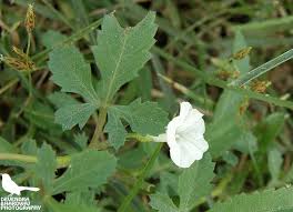 Image result for Ipomoea coptica