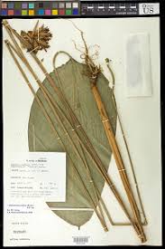 Image result for Sarcophrynium brachystachyum