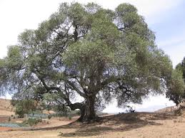 Image result for Olea capensis