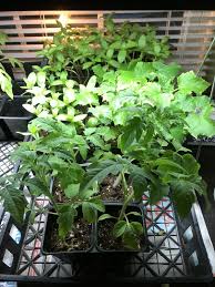 Our ferry~morse grow light is the perfect light source for your growing seedlings. Ferry Morse Indoor Grow Light With T5 Bulb Walmart Com Walmart Com