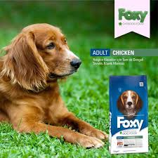 Kopekler Icin Essiz Ve Cok Yonlu Super Mamalar Foxy Mama Da Friendship Petsagram Petoftheday Petphoto Instapet Pet Cat Food Dogs Golden Retriever