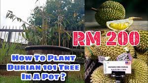 We did not find results for: Can Durian Tree S Live In A Pot Let Me Show You How Youtube