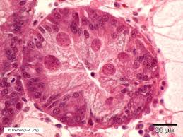 Image result for Mohria marginalis