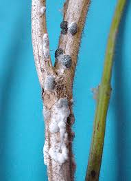 Image result for Scleria erythrorrhiza