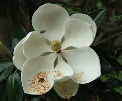 Magnolia's is a customer focused florist in stuart fl magnolia's is family owned and operated and services: Pause For Magnolias Lakelands Master Gardeners