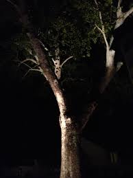 Spot Lights In Our Magnolia Tree Awesome Magnolia Trees Tree Magnolia