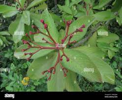 Image result for Euphorbia umbellata
