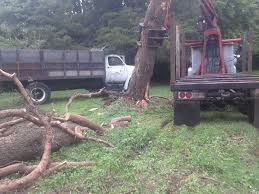 We are a local company who offer a professional service in all aspects of tree surgery chester. Dans Exterior Home Services Dehs Tree Care Services Dans Tree Services