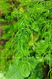 Image result for Asparagus racemosus