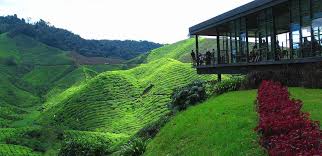 Image result for cameron highland