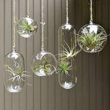 Modern bentwood hanging plant stand | etsy. Shane Powers Hanging Glass Bubble Collection Modern Indoor Pots And Planters 4 5 N A 7 19 Ea Plant In Glass Hanging Air Plants Hanging Plants