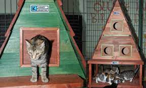 5 karton koli, koli bandı, izocam ve çöp poşetinden kedi / köpek evi yapabilirsiniz. Sokak Hayvanlari Icin Yapilabilecek 11 Iyilik Indigo Dergisi