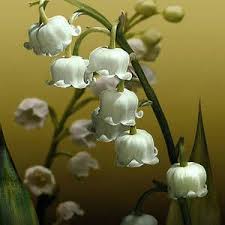 Pin On Exotic Flowers