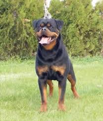 Purebred rottweiler puppies to good homes. Rottweiler Puppies For Sale Mississippi