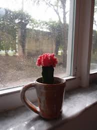 Go through the cactusflower.com checkout process. Plants In My Apartment Grafted Cactus Experiment No 1