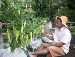 Pin En Gardening
