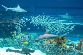 Texas State Aquarium Texas Attractions Family Vacations In Texas Wildlife Conservation