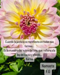 Image result for Justicia francoiseana