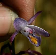 Image result for Eulophia hians