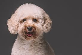 Discount cream miniature poodle Top Sale Black Friday