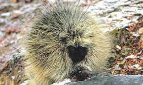 And canada, and is the largest of all porcupines. Porcupine Facts Diet Habitat Information