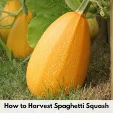 Katherine always tries to squash me, but, you know , i'm not the squashable sort , really. with all my naughtiness ; When To Pick Spaghetti Squash And How To Cure It For Storage Together Time Family