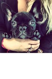Lady gaga's dog walker was shot and her two french bulldogs, gustav and koji, were stolen on wednesday night in los angeles. An Ode To Lady Gaga S Dog Asia French Bulldog Bulldog Celebrity Dogs