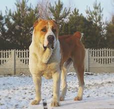 Sire of the puppies of the litters is our star, international champion. Central Asian Shepherd Dog Pets Amino