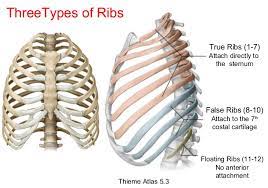 Rib cage, basketlike skeletal structure that forms the chest, or thorax, made up of the ribs and their the rib cage surrounds the lungs and the heart, serving as an important means of bony protection for. Pin By Hannah Miller On Human Ribs Anatomy And Physiology Human Ribs Floating