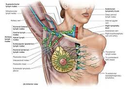 Lymphatic Drainage Of The Upper Limb Is Via Series Of Deep And Superficial Channels That Ultimately Drain Lymphatic Drainage Massage Lymph Massage Lymph Nodes