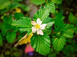 Image result for Malvastrum coromandelianum