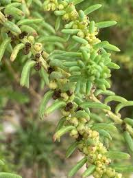 Image result for Suaeda