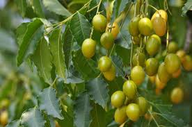Image result for Azadirachta indica