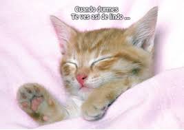 Les traemos estas hermosas y súper tiernas imágenes de estos gatitos con frases románticas. 78 Imagenes Bonitas De Gatitos Tiernos Y Divertidos Para Compartir