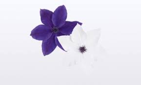 These clematis are produced to a high standard by modern production methods tied up on a bow. The Garland Collection 19 Cm Nolina Kwekerijen