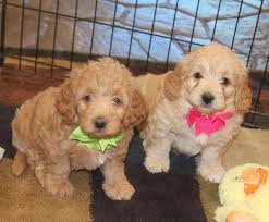 Our puppies range in color from light golden to dark red with mini irish goldendoodles keeping the darkest red coloring. F1b Mini Goldendoodles United States Mini Goldendoodle Pawprints