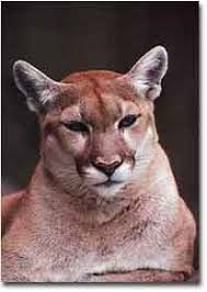 According to the animal conservation group born free, there are more tigers in cages in texas than having covered the poaching of african animals to feed the huge market for asian medicine, i the latest tiger census counted 2,226 big cats in india, a 30% increase over the previous count in 2011. Texas Cats Texas Parks Wildlife Department